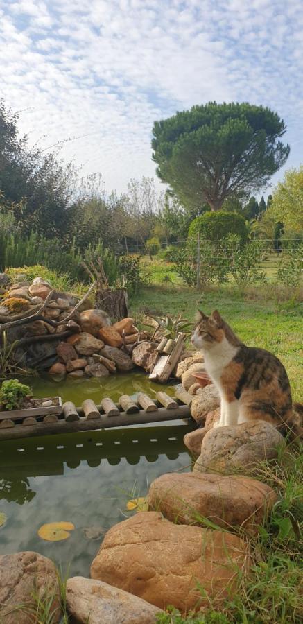 Maison d'hôtes Roulotte en bois Sud France à Le Soler Extérieur photo